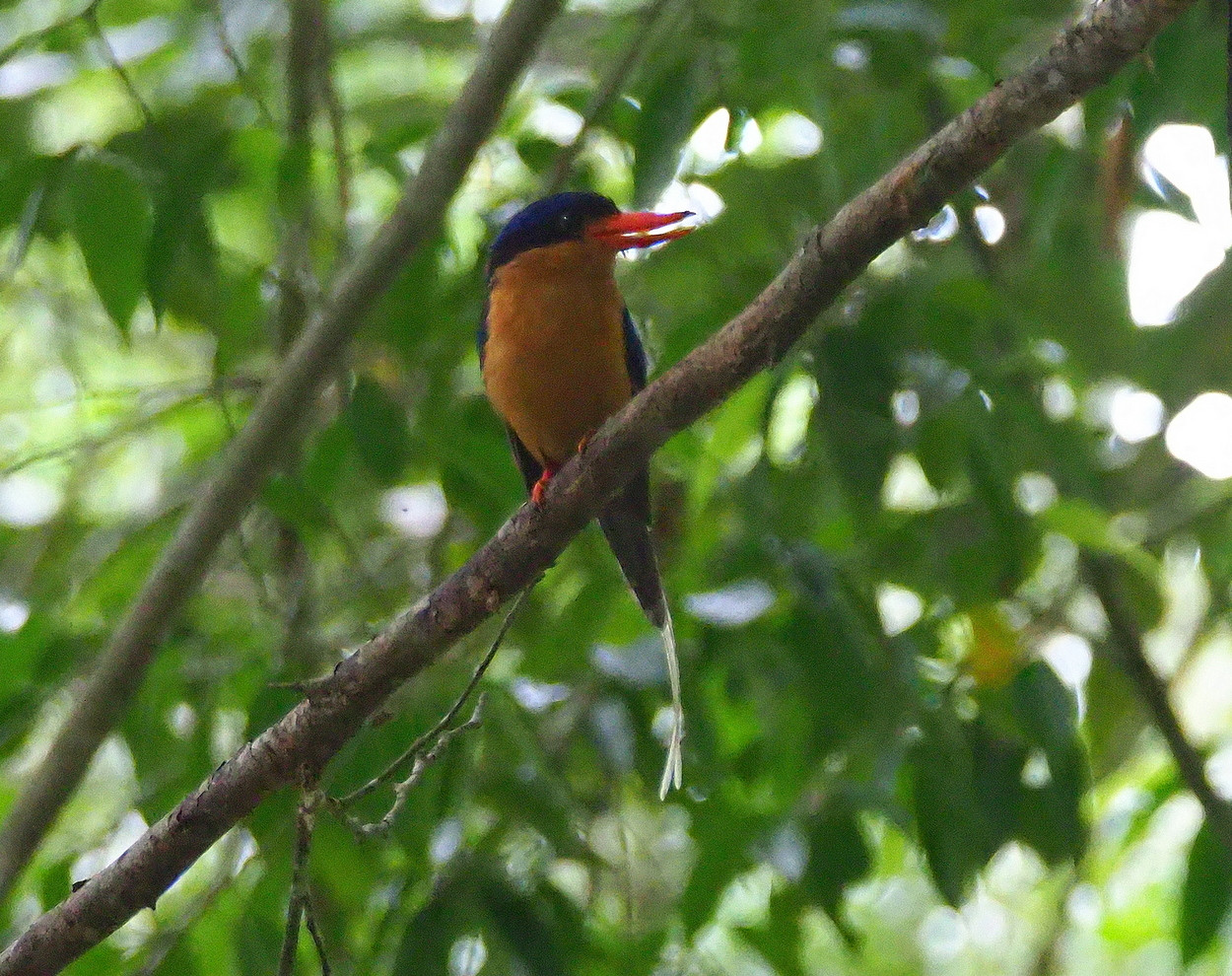 image Buff-breasted Paradise-Kingfisher